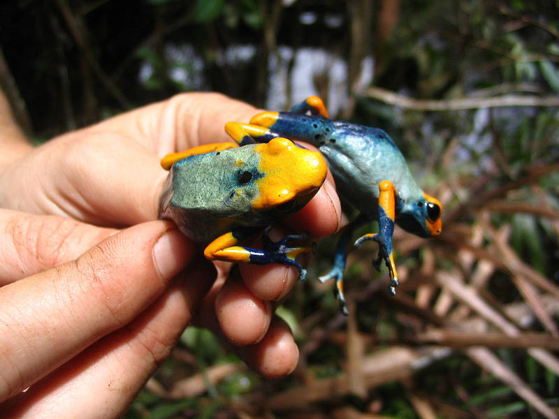 tinctorius “Tumucumaque” - Dendroboard